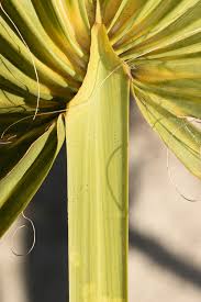 Image result for Sabal etonia