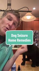 Holistic Dog Seizure Remedies: 3 Effective Home Remedies