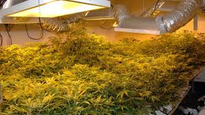 Within town, you'll find that cowboys, artists, and sportsmen have all had a hand in helping colorado springs grow. Colorado Springs Marijuana Growhouse Cleanup Extreme Clean