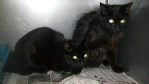 Greene County Tn Animal Control 14316 Black Dmh Female Date 5 20 14323 Black Dmh Male Date 5 21 Strays Greene Animals Friends No Kill Animal Shelter Animals