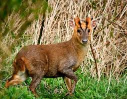 Muntjac Deer Muntjac Deer Are Native To South China Were First Bought To The Uk In 1840 Some Were Released Into The Ground Deer Breeds British Wildlife Deer