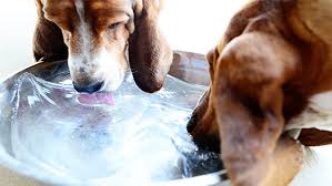 This water bowl designed with automatically adjustable water lever and there will be no mess after drinking. 5 Best Dog Water Bowls For Sloppy Drinkers And Why You Need One