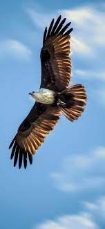 Eagle Wallpaper 4k Iphone Mywallpapers Site Eagle Wallpaper Iphone Wallpaper Eagle Animal Wallpaper