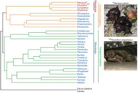 Rats' tails help them to balance, communicate and regulate their body temperature. Frontiers Going To Bat S For Studies Of Disease Tolerance Immunology