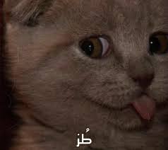 Pin By Aaa On Funny Reactions And Stickers In 2021 Animals Cats Funny