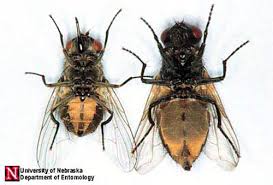 House Fly Musca Domestica Linnaeus