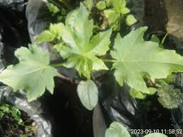 Image result for Acridocarpus chloropterus