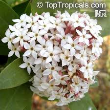 Image result for Acokanthera laevigata