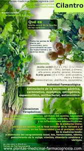 Propiedades Del Cilantro Nutricion Y Salud Yg Nutricionysaludyg Com Hierbas Hierbas Curativas Plantas Medicinales