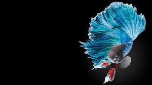 Aquarium Fish Yellow Tang Fish Wallpaper Animals Library Betta Fish Betta Fish Wallpaper