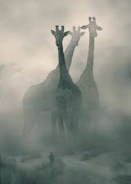 Giraffe Art Concept Art Digital Art Giraffe Art