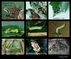 Image result for Cecropia