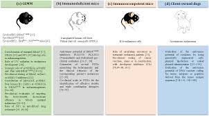 Strengths and weaknesses are different for almost every job. Pdf Strengths And Weaknesses Of Pre Clinical Models For Human Melanoma Treatment Dawn Of Dogs Revolution For Immunotherapy Semantic Scholar