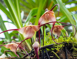 Dracula simia : culture, floraison et ...