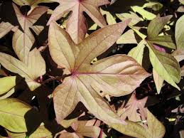 Arracher délicatement, ou passer au ralenti un soc de. Patate Douce Plantation Culture Et Recolte