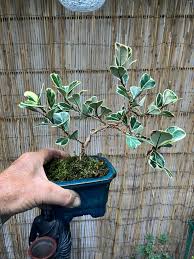 Image result for Eleocharis variegata