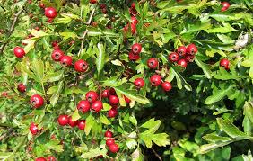 Hawthorn: Foraging for culinary and medicinal use - BritishLocalFood