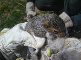 Image result for squirrel poop