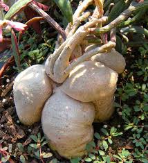 Image result for Monadenium laeve