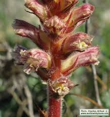 Image result for Orobanche minor