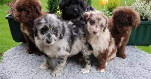 Dog age puppy(ies) fixed no number of males 1. Dog Hunt Australian Shepherd Poodle Mix Cute Animals Puppies