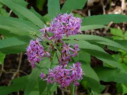 Image result for Vernonia brachycalyx