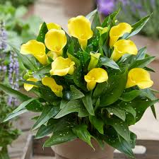 Image result for Zantedeschia