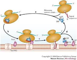 Figure 3 Protein Secretion In The Archaea Multiple Paths Towards A Unique Cell Surface Prokaryotes Cell Wall Cell
