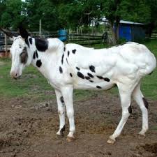 The Henneke Body Condition Scoring System Habitat For Horses