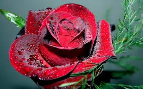 Hd Bloemen Achtergrond Met Een Mooie Rode Roos Hd Bloemen Wallpaper Jpg 1600 1000 Rode Roos Bloemen Foto S Bloem Achtergrond