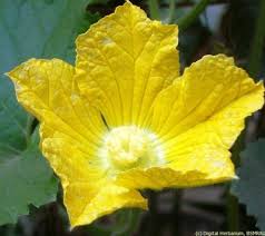 Image result for Cucurbitaceae