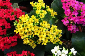 Image result for Synadenium glabratum