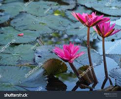 Image result for Nymphaeaceae