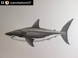 Sharkgeeks Photo Tubaroes Arraias Tubarao