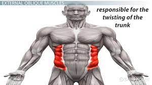 'the external intercostals are located laterally on the sides of the body. External Oblique Definition Function Aponeurosis Video Lesson Transcript Study Com