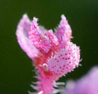 Image result for Syncolostemon elliottii