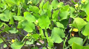 Image result for Limnocharitaceae