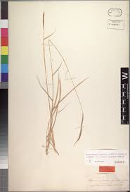 Image result for Enteropogon prieurii