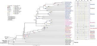 Image result for Ophrestia