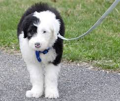 Black And White Old English Sheepdog Puppy Our Old English Sheep Dog Barkley Old English Old English Sheepdog Dogs