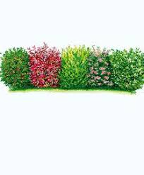 Haie Bakker Com Garten Hecken Baume Garten Straucher Garten