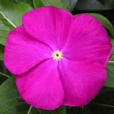 Image result for Oxyanthus troupinii