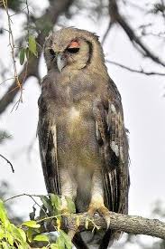 Giant Verreauxs Eagle Owl Bubo Lacteus Di 2020 Boneka Burung Hantu Hewan Burung Hantu