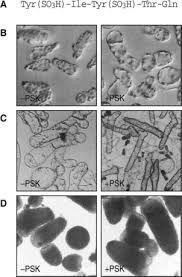 Plant cell and tissue culture continues the high standards of humana's methods in molecul. Plant Cell Culture An Overview Sciencedirect Topics