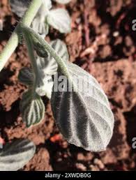 Image result for Heliotropium supinum