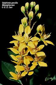 Image result for Malpighiaceae