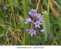 Image result for Hyacinthaceae