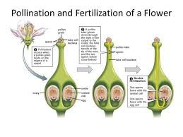 What Is The Difference Between Pollination Fertilization In Flowering Plants Quora
