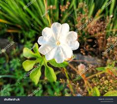Image result for Ipomoea pes-tigridis