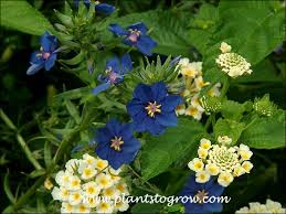 Image result for Anagallis barbata